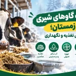 مدیریت گاوهای شیری در زمستان