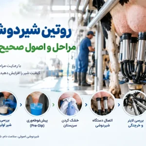 5 مرحله در بهبود کیفیت شیردوشی
