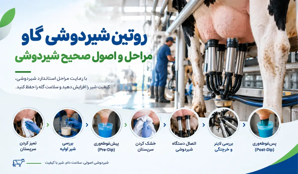 5 مرحله در بهبود کیفیت شیردوشی