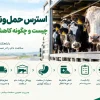 استرس حمل‌ونقل گاو