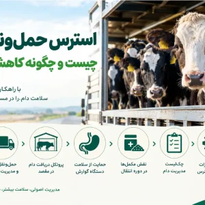 استرس حمل‌ونقل گاو