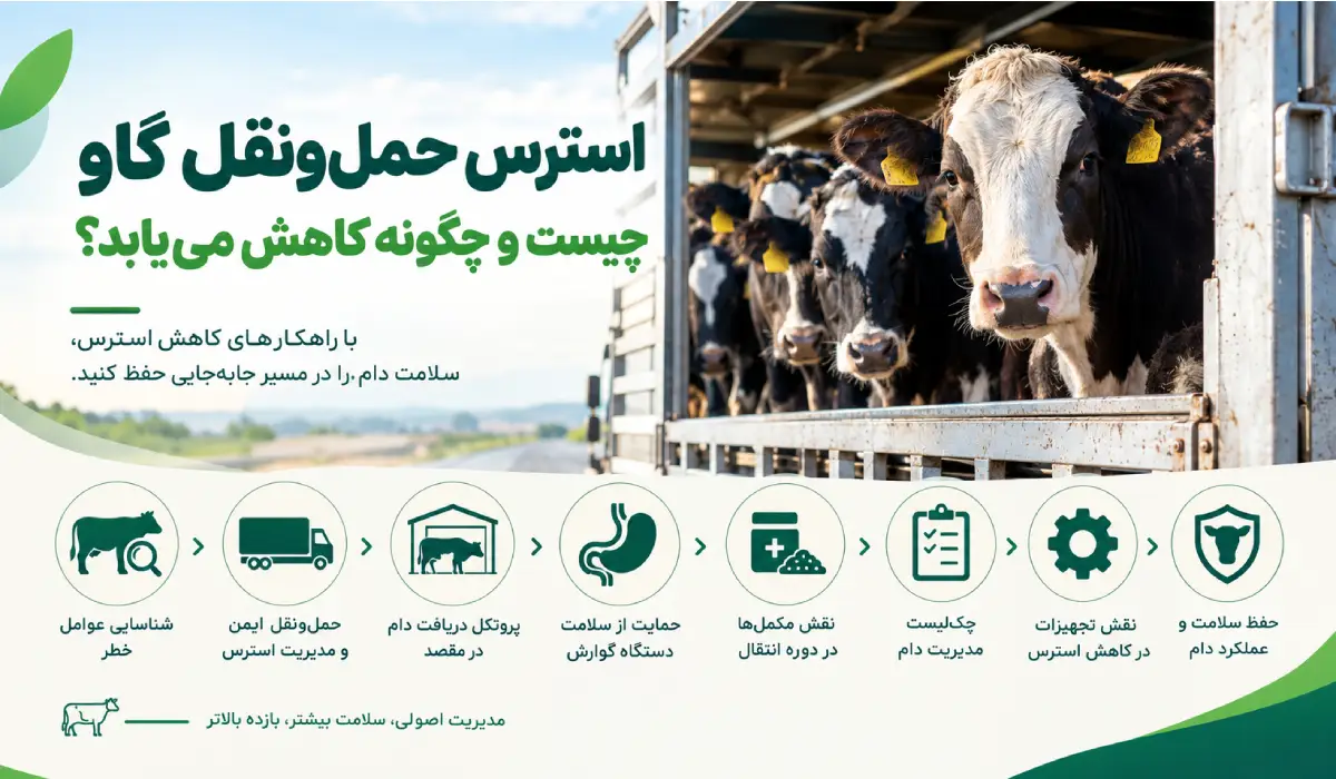 استرس حمل‌ونقل گاو