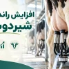 افزایش راندمان شیردوشی