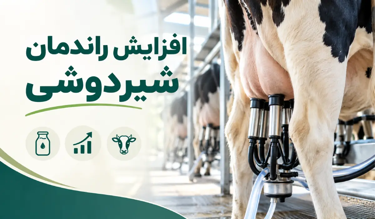 افزایش راندمان شیردوشی
